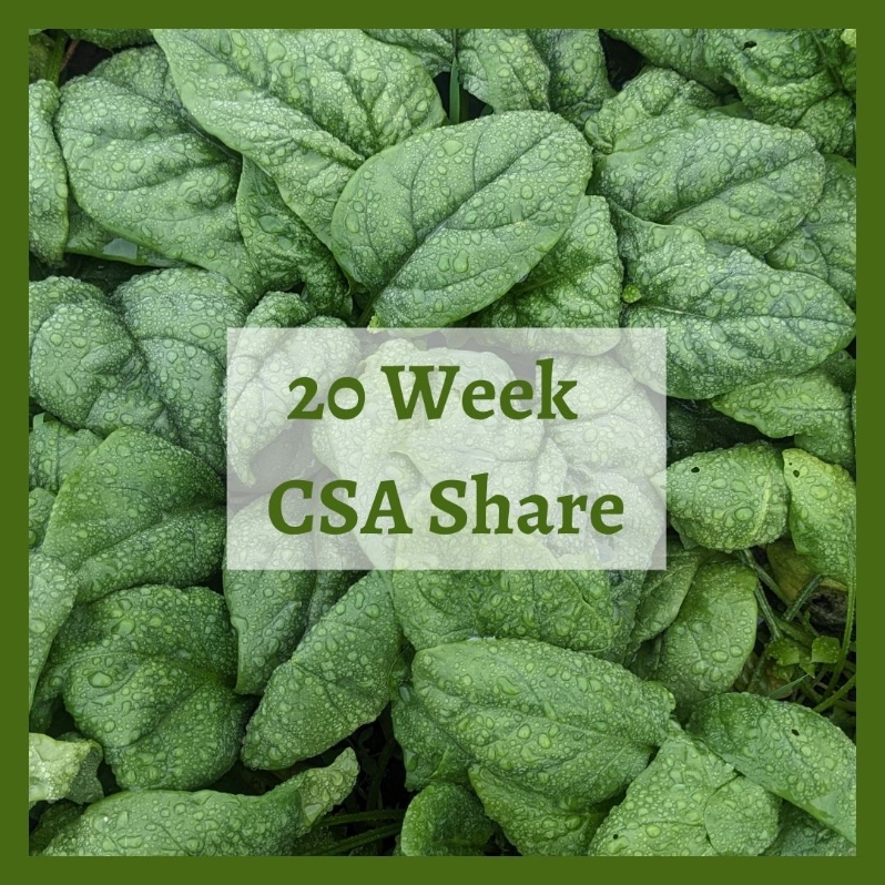 Product Description: 20-Week Summer Share</br></br>Pick up seasonal vegetables once a week for 20 weeks from June-October! These shares are intended for larger households made up of 3-4 people who cook daily, or households of 2 who eat a lot of vegetables. This is our largest share, which grows over the course of the season. The share averages 8 items a week and reaches 10-12 items in peak season. Crops and quantity are determined by our farmers, but shareholders choose which items to take home each week, customizing their share to their own tastes and household needs. </br></br>This share includes a selection of weekly pick-your-own crops including herbs, peppers, cherry tomatoes, tomatillos, beans, peas and more.</br></br>Share Dates: June 3 - October 24</br></br>Distribution Days & Times: </br></br>Wednesday 2:30-6:30pm</br></br>Thursday 2:30-6:30pm</br></br>Friday 2:30-6:30pm</br></br>Saturday 9:30-2:30pm</br></br>Payment: We ask that full payment be made upon registration. Please contact ana@communityfarms.org if WFCF can support an alternate payment plan with you.</br></br>Membership: We require ALL CSA households to be members of WFCF. If you are splitting a share with another family or individual, please make sure all memberships are up to date at the time of registration. For questions about membership status email ana@communityfarms.org. View our membership page here.</br></br>CSA Cancellation Policy - If you would like to withdraw from the CSA at any time, a refund is contingent upon our ability to sell your reserved share. If a refund is given, a $35 administraive fee will be deducted. We cannot guarantee a refund, and are given at the discretion of WFCF.</br></br>If you can, please consider covering your transaction fees at check out</br></br>Why “Donor Covers Cost” is So Important</br></br>One of the fastest growing areas of expenses for our organizations are fees we incur for processing credit cards. In 2025, WFCF incurred more than $18,000 in credit card processing fees. By covering the cost of your transaction today, you are helping us to meet our operating costs, and to remain focused on our mission of cultivating sustainable and equitable relationships between people, their food supply, and the land from which it grows. Thank you for doing so.</br> 2026 20-Week Summer CSA Share
