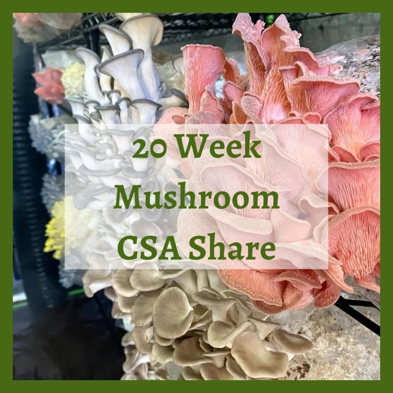 Product Description: 20 Week Mushroom Share</br></br>to offer seasonal Mushroom Shares. Enjoy 20 weeks ofgourmet mushrooms from June - October. Grown in Hingham, MA, each of their grow blocks is made in-house, using 100% non-GMO ingredients and no chemicals, glyphosate, or artificial additives. Each weekly share includes one pound of beautiful mushrooms; the varieties change weekly based on availability and can include: Shiitake, Oyster, King Trumpet, Lion’s Mane, Chestnut, and Pioppino.McGuires MushroomsWFCF is excited to partner with </br></br>Share Dates: June 3 - October 24</br></br>Distribution Days & Times:</br></br>Wednesday 2:30-6:30pm</br></br>Thursday 2:30-6:30pm</br></br>Friday 2:30-6:30pm</br></br>Saturday 9:30-2:30pm</br></br>Payment: We ask that full payment be made upon registration. Please contact ana@communityfarms.org if WFCF can support an alternate payment plan with you.</br></br>Membership: We require ALL CSA households to be members of WFCF. If you are splitting a share with another family or individual, please make sure all memberships are up to date at the time of registration. For questions about membership status email jocelyn@communityfarms.org. View our membership page here.</br></br>CSA Cancellation Policy: If you would like to withdraw from the CSA at any time, a refund is contingent upon our ability to sell your reserved share. If a refund is given, a $35 administrative fee will be deducted. We cannot guarantee a refund, and are given at the discretion of WFCF.</br></br>If you can, please consider covering your transaction fees at check out</br></br>Why “Donor Covers Cost” is So Important</br></br>One of the fastest growing areas of expenses for our organizations are fees we incur for processing credit cards. In 2025, WFCF incurred more than $18,000 in credit card processing fees. By covering the cost of your transaction today, you are helping us to meet our operating costs, and to remain focused on our mission of cultivating sustainable and equitable relationships between people, their food supply, and the land from which it grows. Thank you for doing so.</br> 2026 20 Week Mushroom CSA Share