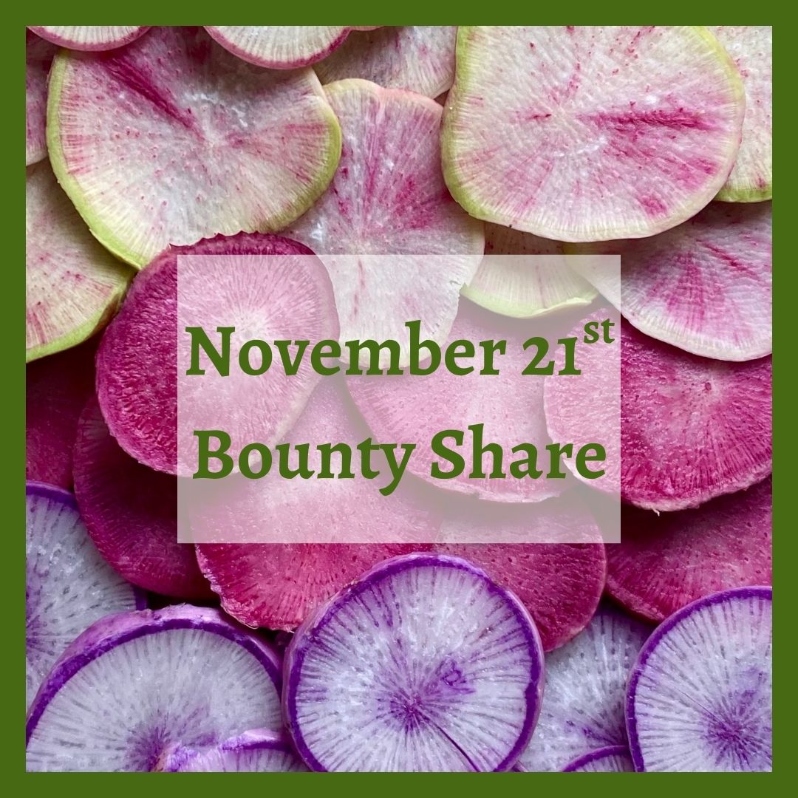 Product Description: Bounty Share | Saturday, November 21st</br></br>Pick up one CSA share offall and winter favorites. Pick up about 35lbs of produce and expect about 60% storage & root crops and 40% greens.</br></br>Our best guess of what you can expect to receive at this pick up- Arugula, napa cabbage, carrots, celery, collards, mustard greens, KN Bravo radishes, kale, watermelon radishes, lettuce, parsnips, potatoes, daikon radish, scallions, spinach, purple top turnips, salad turnips, winter squash.</br></br>Distribution Date:</br></br>Saturday, November 21st| 10am-2pm</br></br>Payment:We ask that full payment be made upon registration. Please contactana@communityfarms.orgif WFCF can support an alternate payment plan with you.</br></br>Membership:We require ALL CSA households to be members of WFCF. If you are splitting a share with another family or individual, please make sure all memberships are up to date at the time of registration. For questions about membership status emailhannah@communityfarms.org.View our membership page here.</br></br>CSA Cancellation Policy:If you would like to withdraw from the CSA at any time, a refund is contingent upon our ability to sell your reserved share. If a refund is given, a $35 administrative fee will be deducted. We cannot guarantee a refund, and are given at the discretion of WFCF. Please contact -ana@communityfarms.orgto inquire about registration cancellation.</br></br>If you can, please consider covering your transaction fees at check out</br></br>Why “Donor Covers Cost” is So Important</br></br>One of the fastest growing areas of expenses for our organizations are fees we incur for processing credit cards. In 2024, WFCF incurred more than $22,000 in credit card processing fees.</br></br>By covering the cost of your transaction today, you are helping us to meet our operating costs, and to remain focused on our mission of cultivating sustainable and equitable relationships between people, their food supply, and the land from which it grows. Thank you for doing so</br> November 21st Bounty Share